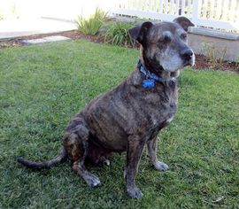 Medium Photo #1 Labrador Retriever-Unknown Mix Puppy For Sale in Irvine, CA, USA
