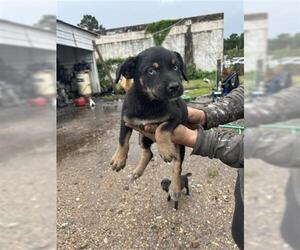 German Shepherd Dog-Huskies  Mix Dogs for adoption in Houston, TX, USA