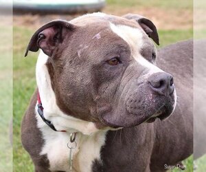 Staffordshire Bull Terrier Dogs for adoption in Bedford, VA, USA