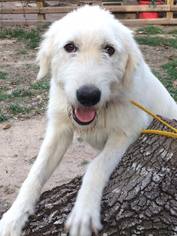 Great Pyrenees-Unknown Mix Dogs for adoption in Spring, TX, USA