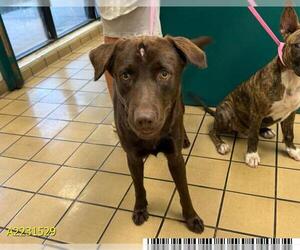 Labrador Retriever-Unknown Mix Dogs for adoption in West Palm Beach, FL, USA