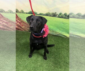 Mutt Dogs for adoption in Euless, TX, USA