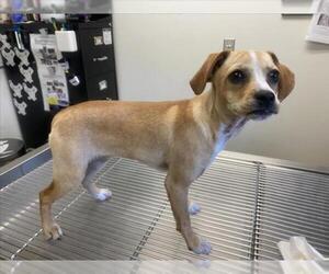 Chihuahua-Unknown Mix Dogs for adoption in Norco, CA, USA