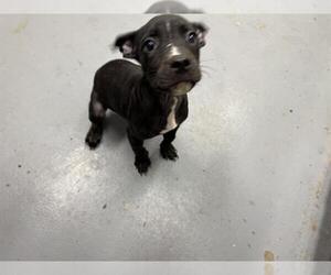 American Pit Bull Terrier Dogs for adoption in Peoria, IL, USA