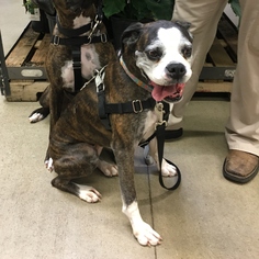 Boxer Dogs for adoption in Texarkana, TX, USA