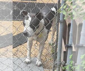 Labrador Retriever-Unknown Mix Dogs for adoption in San Antonio, TX, USA