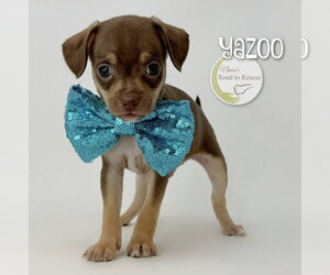 Chihuahua-Unknown Mix Dogs for adoption in Benton, LA, USA