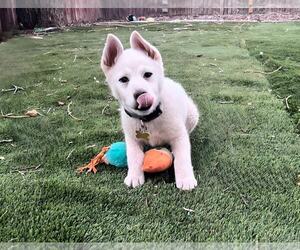 Mutt Dogs for adoption in Sandy, UT, USA