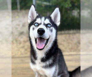 Siberian Husky Dogs for adoption in Matawan, NJ, USA