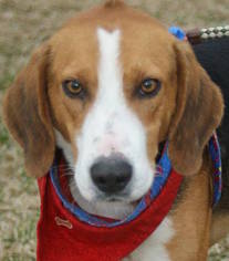 Small American Foxhound-Treeing Walker Coonhound Mix