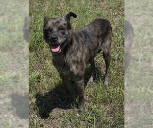 Mutt Dogs for adoption in Augusta, GA, USA