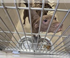 Labrador Retriever-Unknown Mix Dogs for adoption in Decatur, IL, USA
