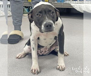 Lab-Pointer Dogs for adoption in Washington, DC, USA