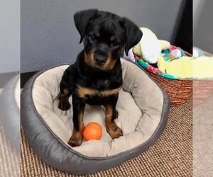 Rottweiler Dogs for adoption in Denton, TX, USA