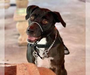 Labmaraner Dogs for adoption in Royal Palm Beach, FL, USA
