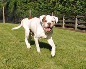 American Bulldog Dogs for adoption in Potomac, MD, USA