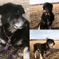 German Shepherd Dog Dogs for adoption in Wichita, KS, USA