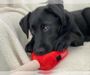 Labrador Retriever Dogs for adoption in Palo Alto, CA, USA