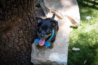 Medium Photo #1 Chiweenie Puppy For Sale in Von Ormy, TX, USA
