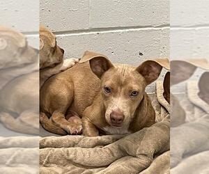 Chihuahua-Unknown Mix Dogs for adoption in Tavares, FL, USA