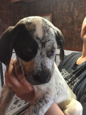 Bluetick Coonhound Dogs for adoption in Blossvale, NY, USA