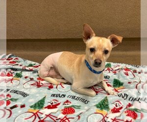 Medium Photo #1 Chihuahua Puppy For Sale in Sacramento, CA, USA