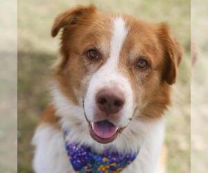 Saint Bernard Dogs for adoption in San Antonio, TX, USA