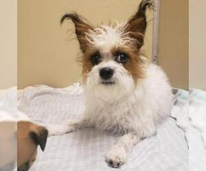 Shih Tzu Dogs for adoption in Tempe, AZ, USA