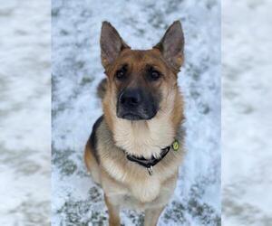 German Shepherd Dog Dogs for adoption in Dedham, MA, USA