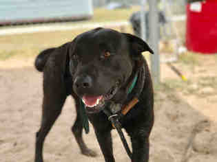 Medium Photo #1 Labrador Retriever-Unknown Mix Puppy For Sale in Green Cove Springs, FL, USA