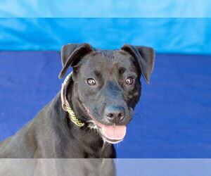 Labrador Retriever Dogs for adoption in Pasadena, CA, USA