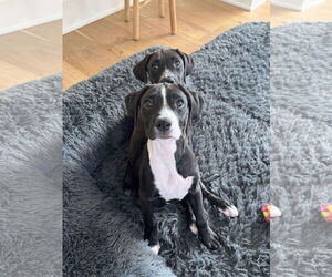 Boxador Dogs for adoption in Overland Park, KS, USA