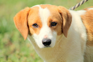 Beagle Dogs for adoption in Sparta, TN, USA