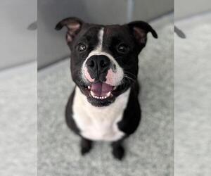 American Pit Bull Terrier-Unknown Mix Dogs for adoption in Salisbury, NC, USA