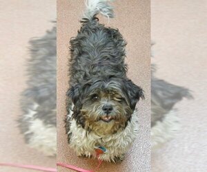Shih Tzu-Unknown Mix Dogs for adoption in Ogden, UT, USA