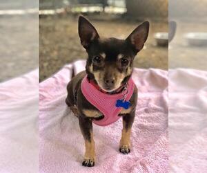 Chihuahua Dogs for adoption in Santa Barbara, CA, USA