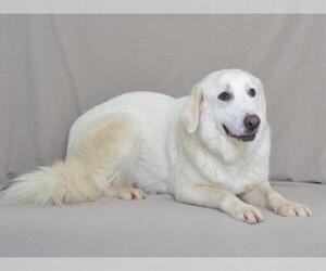 Great Pyrenees-Unknown Mix Dogs for adoption in Oroville, CA, USA
