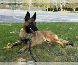 Mutt Dogs for adoption in Imlay City, MI, USA