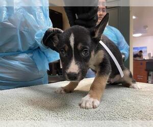 American Pit Bull Terrier Dogs for adoption in Pasadena, CA, USA