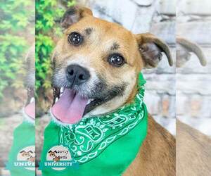 Labrador Retriever-Unknown Mix Dogs for adoption in Kennesaw, GA, USA