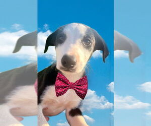 Borador Dogs for adoption in Mt. Laurel, NJ, USA