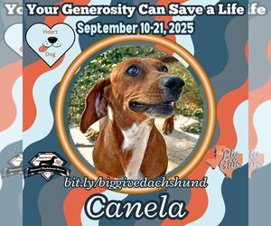 Dachshund Dogs for adoption in San Antonio, TX, USA