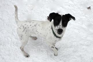 Pointer-Unknown Mix Dogs for adoption in Williston, VT, USA