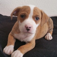 Medium Photo #1 Bullboxer Pit Puppy For Sale in Stockton, CA, USA