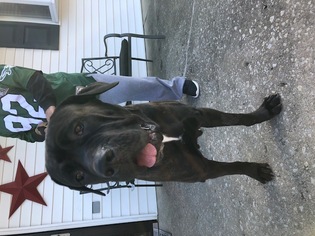 Mastiff Dogs for adoption in Newtown, PA, USA