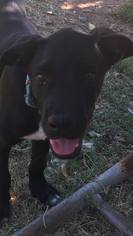 Medium Photo #1 Great Dane-Labrador Retriever Mix Puppy For Sale in Midland, TX, USA