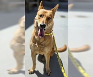 Mutt Dogs for adoption in Salinas, CA, USA