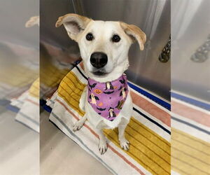 Siberian Husky Dogs for adoption in Fairbanks, AK, USA