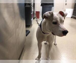 American Pit Bull Terrier Dogs for adoption in Grand Prairie, TX, USA