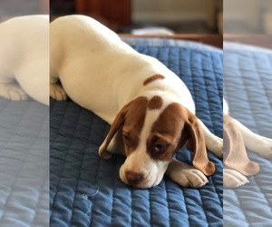 Beabull Dogs for adoption in Rustburg, VA, USA